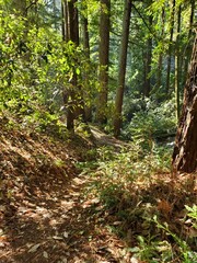 footpath in the woods