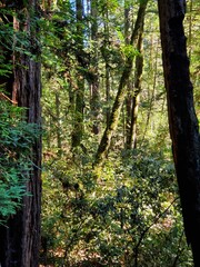 Woods in sunlight 