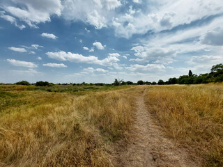 Fototapeta na wymiar Dry grasslands in Saxony Anhalt in Germany