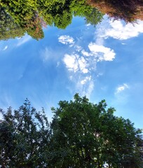 Looking upwards in the sky with summerly treetops