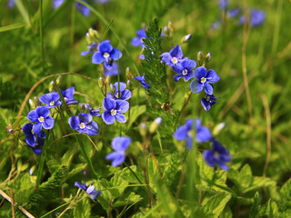 Tiny blossoms of germander speedwell (Veronica chamaedrys), a wild herb common in Europe