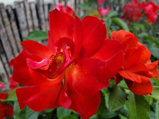 Red flower blooming in garden