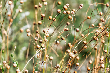 Ripened flax on the field in summer. Linum. Natural natural background. A plant from which oil and clothing are made.