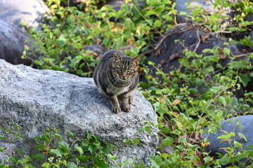 海の傍の石の上で見つけた寅縞のきれいな猫