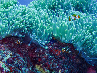 Naklejka na ściany i meble The symbiotic relationship between an anemone (Heteractis magnifica) and a clownfish (Amphiron ocellaris) is a classic example of two organisms benefiting the other