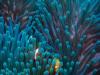 Naklejka na ściany i meble The symbiotic relationship between an anemone (Heteractis magnifica) and a clownfish (Amphiron ocellaris) is a classic example of two organisms benefiting the other