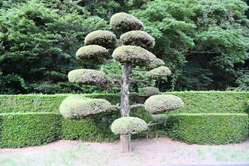 きれいにカットされた松の木