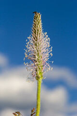 The lanceolata plantain, Plantago lanceolata, is a medicinal herb that has anti-cough properties...