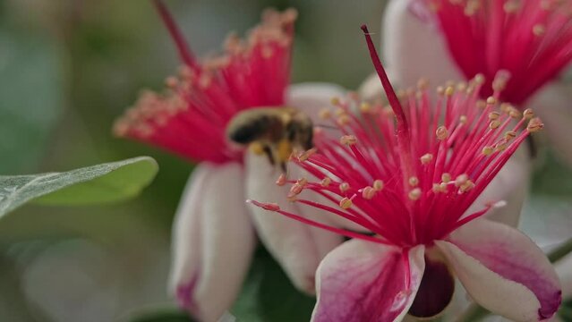 Flower feijoa