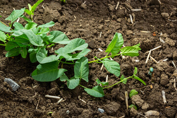 Convolvulus arvensis grows and blooms in the field