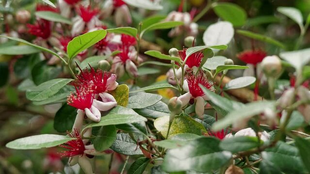 Flower feijoa