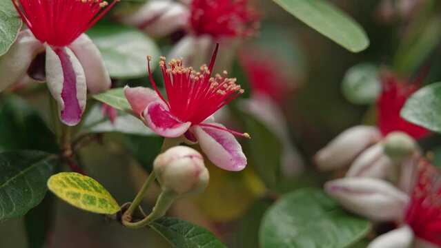 Flower feijoa