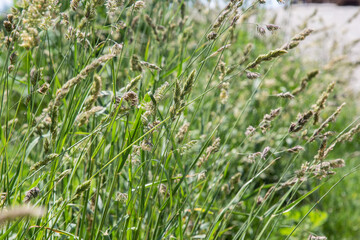Wild grasses against sunset in springtime in front of north atlantic ocean in sunset .Close up of seeds and pollen on a cat grass, dactylis glomerata, plant