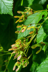 A close up of reddish-pink maturing fruits of Acer tataricum subsp. ginnala Tatar maple or Tatarian maple