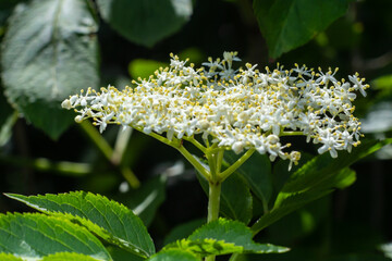 Black sambucus, Sambucus nigra, white flowers blossom. Macro of delicate flowers cluster on dark green background in spring garden. Selective focus. Nature concept for design