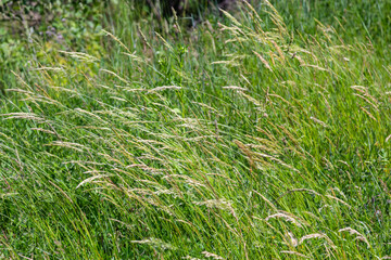 Anthoxanthum odoratum Poaceae family plant in spring at flowering time, selective focus