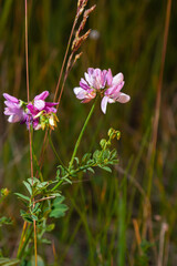 Close up, macro. Crownvetch or Securigera varia Coronilla varia or purple crown vetch. Flowering field plants.