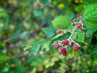 Fresh Wild Blackberries Ripe on the Branch in the Green Forest