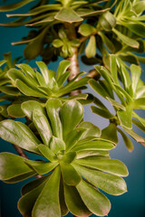 Close up of succulent plants