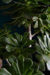 Close up of succulent plants