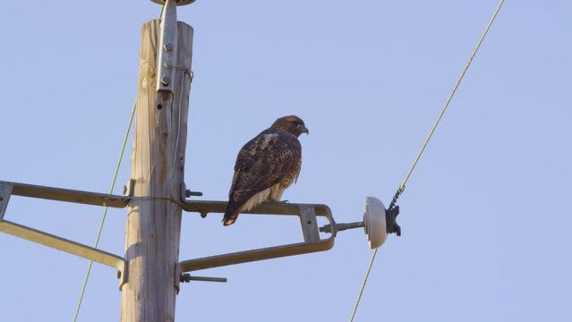 Hawk sits perched on power line, then jumps off and takes flight