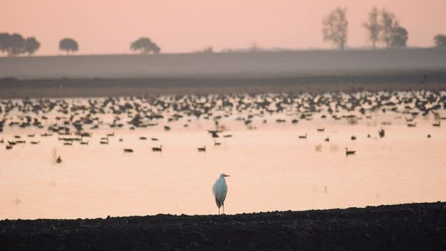 Lone Sandhill Crane stands on levee by flooded field full of birds at sunrise