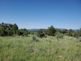 Obraz premium trees in the field