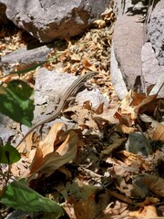 Lizard on the stone 