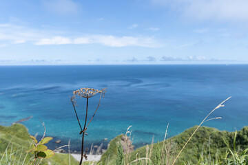 海と空を背景にした枯れた植物