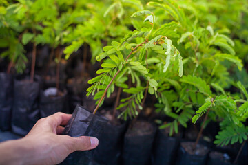 Tree sapling. Agriculture industry. Hand holding young plant on blur green nature background and sunslight. concept eco earth day