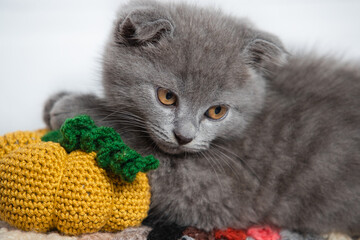 The cat looks straight, a small pumpkin is knitted near it