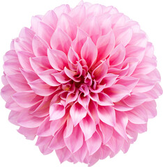 Pink Dahlia flower blooming branches  on isolated white background.Floral object clipping path.