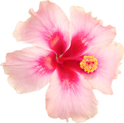 Pink hibiscus flowers blooming on isolated transparency background.Floral object.