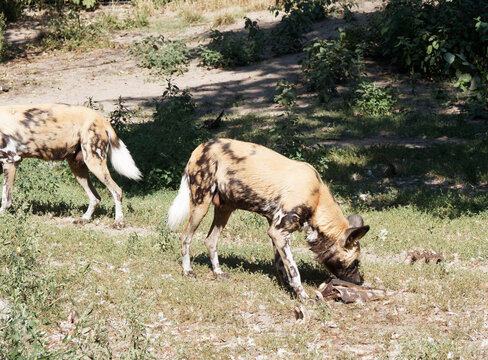 Lycaon pictus - African painted dog, carnivorous mammal from african savannas with its large ears and patterns of its coat, brown, black, yellow and white