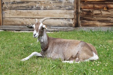 A goat lying on the grass in front of the wooden wall of the farm building.