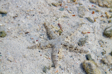 A starfish covered by white sand