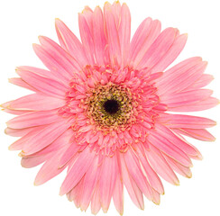 Pink Gerbera flower blooming top view.