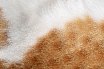 Ginger and white cat fur texture background.