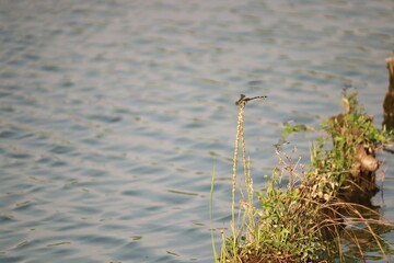 Evening lakeside scenery with dragonflies