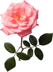 Pink rose flower transparency background.Floral object.