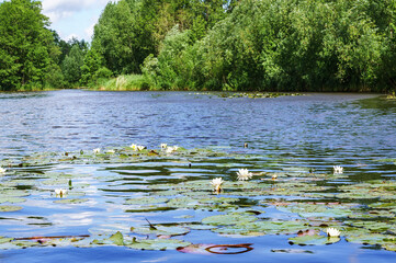 The white lily on the water. Lily flower in the lake.