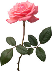Pink rose flower transparency background.Floral object.