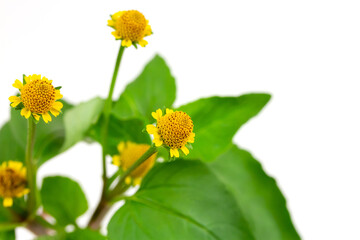 Acmella Oleracea, Paracress or Toothache plant isolated on white background.