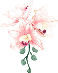 Obraz premium Bouquet Orchid flower drawing transparency background.Floral object.