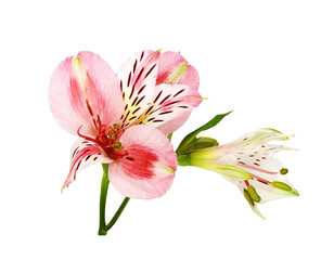 Coral alstroemeria flower and bud isolated on white
