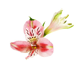 Coral alstroemeria flower and bud isolated on white
