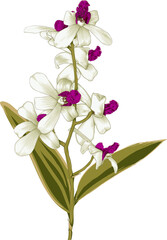 Bouquet Orchid flower drawing transparency background.Floral object.