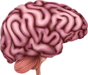 Human Brain Anatomy Medical Illustration