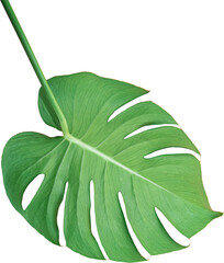 Green Monstera leaf isolated transparency background.Tropical leaves object