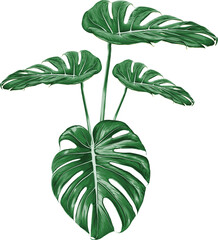 Green Monstera leaf drawing on isolated transparency background.Tropical leaves object